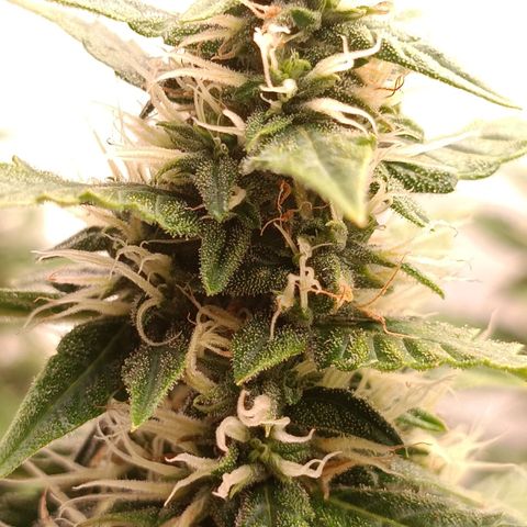 Джонни Кейдж 2  growlog timeline photo