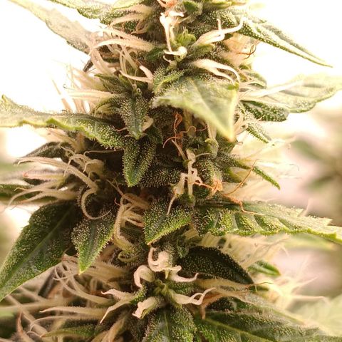 Джонни Кейдж 2  growlog timeline photo