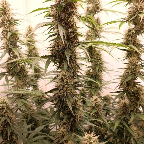Джонни Кейдж 2  growlog timeline photo