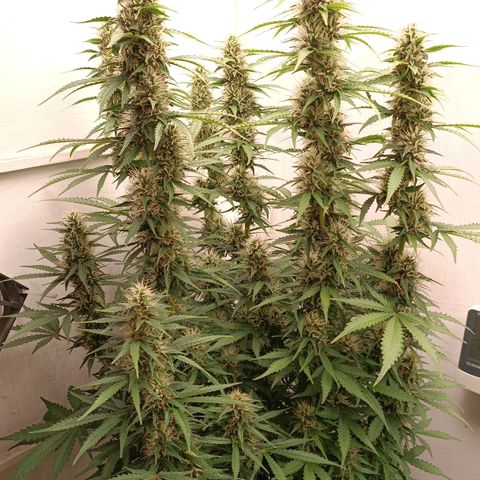 Джонни Кейдж 2  growlog timeline photo