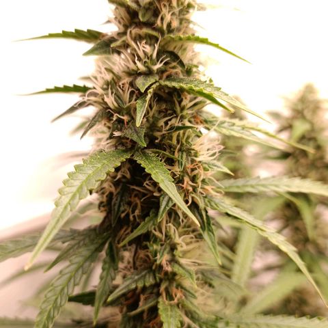 Джонни Кейдж 2  growlog timeline photo