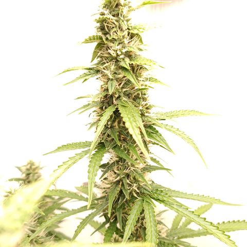 Джонни Кейдж 2  growlog timeline photo
