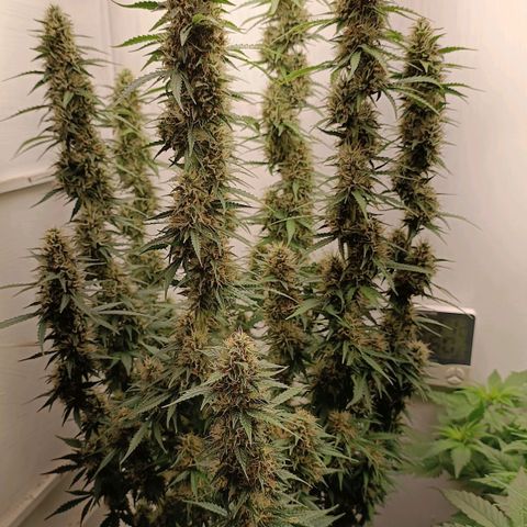 Джонни Кейдж 2  growlog timeline photo