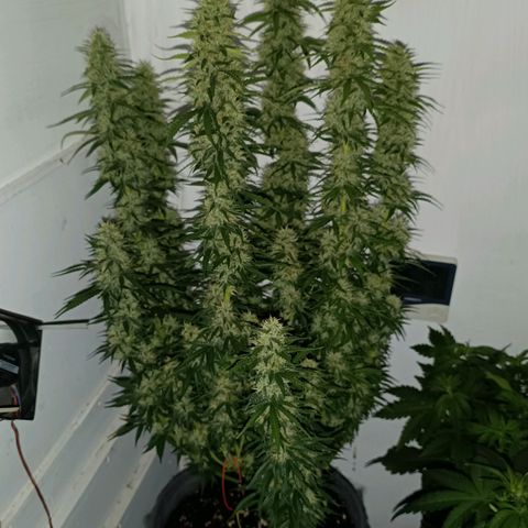 Джонни Кейдж 2  growlog timeline photo