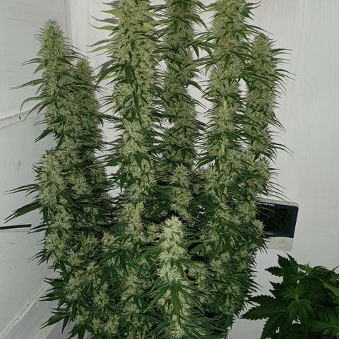 Джонни Кейдж 2  growlog timeline photo