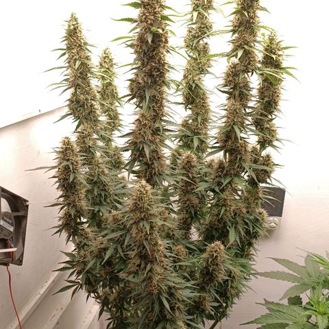 Джонни Кейдж 2  growlog timeline photo