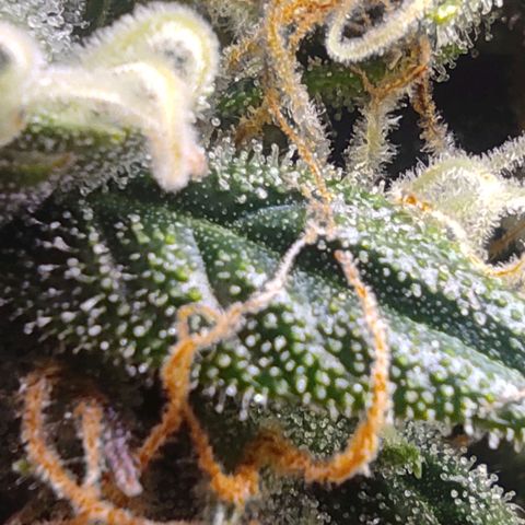 Джонни Кейдж 2  growlog timeline photo