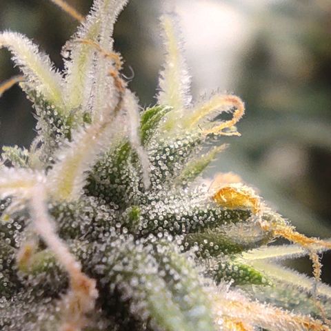 Джонни Кейдж 2  growlog timeline photo