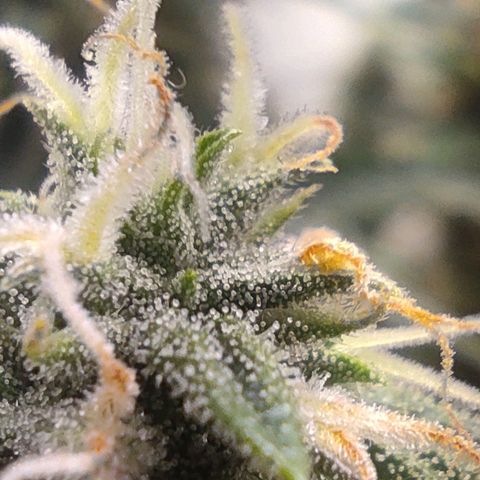 Джонни Кейдж 2  growlog timeline photo