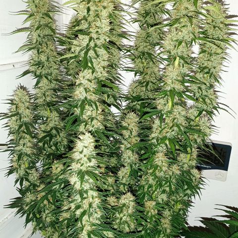Джонни Кейдж 2  growlog timeline photo