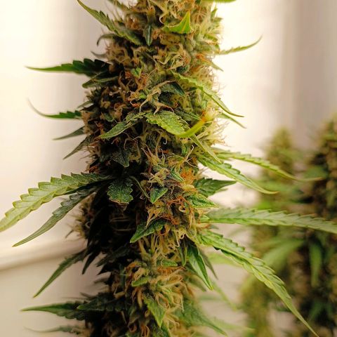 Джонни Кейдж 2  growlog timeline photo