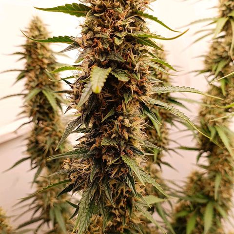 Джонни Кейдж 2  growlog timeline photo