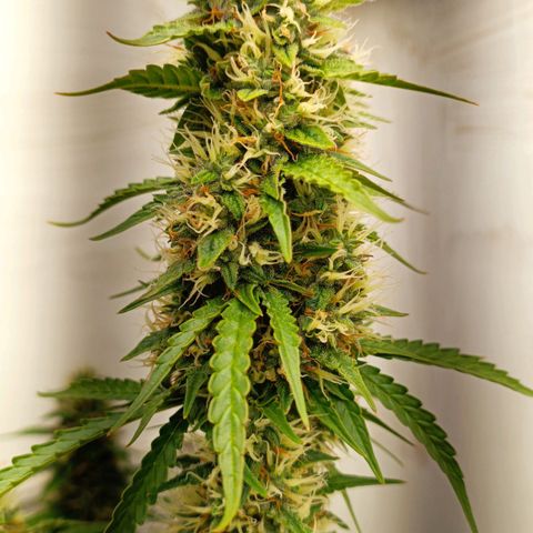Джонни Кейдж 2  growlog timeline photo