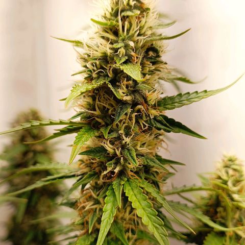 Джонни Кейдж 2  growlog timeline photo