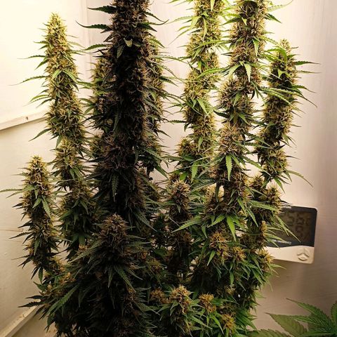 Джонни Кейдж 2  growlog timeline photo