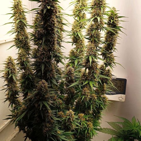 Джонни Кейдж 2  growlog timeline photo