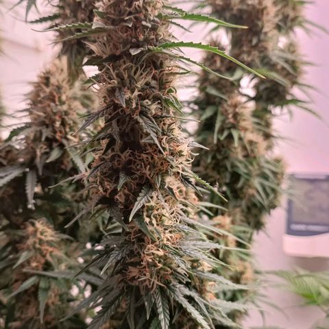 Джонни Кейдж 2  growlog timeline photo