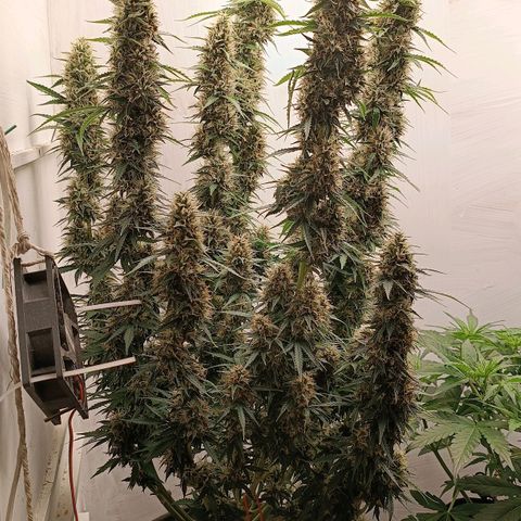 Джонни Кейдж 2  growlog timeline photo