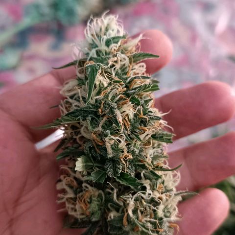 Джонни Кейдж 2  growlog timeline photo