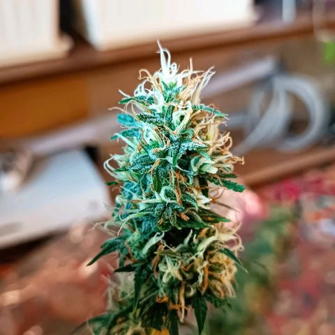 Джонни Кейдж 2  growlog timeline photo