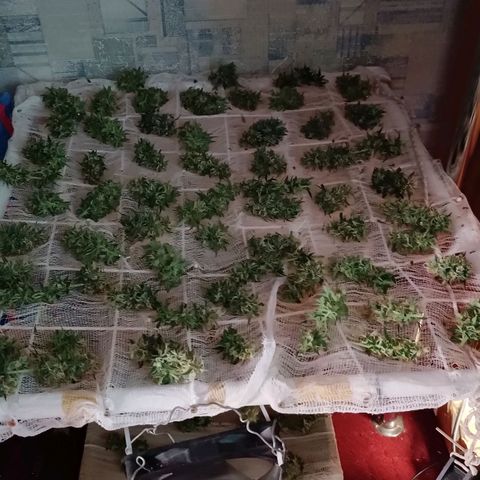 Джонни Кейдж 2  growlog timeline photo