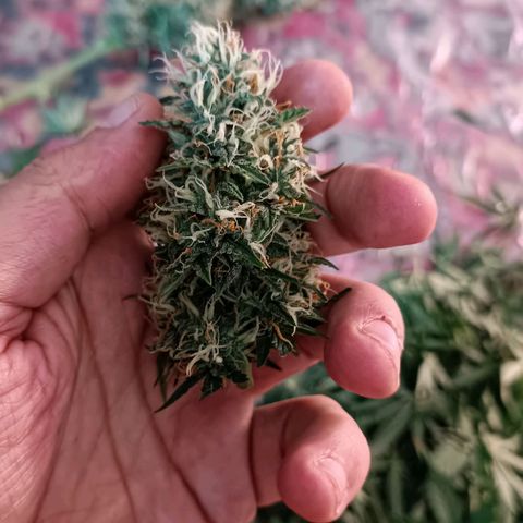 Джонни Кейдж 2  growlog timeline photo