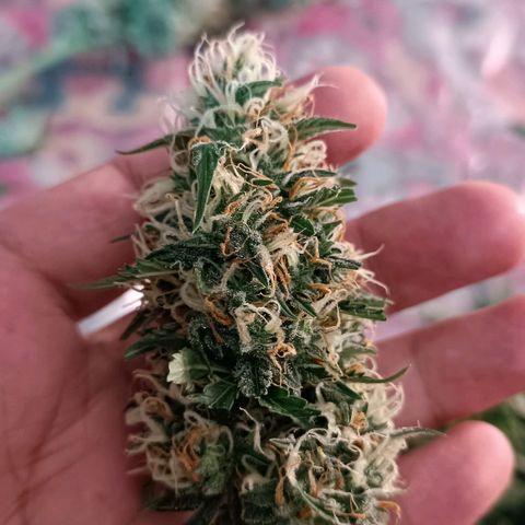 Джонни Кейдж 2  growlog timeline photo
