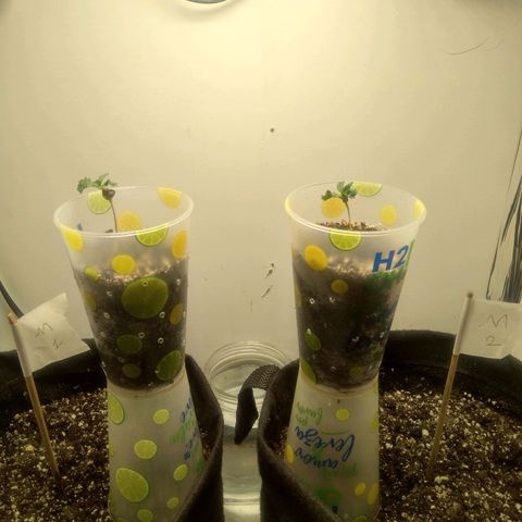 Genética desconhecida growlog photo: 1ª semana de vida 