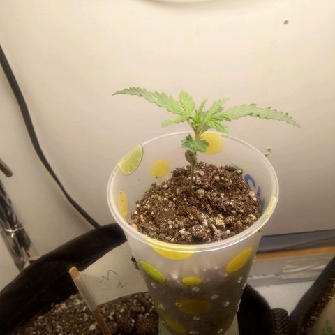 Genética desconhecida growlog photo: 10 dias de vida ☺️🌿

M1 - 7cm de altura
M2 - 6cm de altura

Última rega realizado há 2 dias