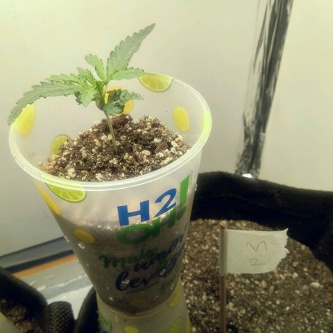 Genética desconhecida growlog photo: 10 dias de vida ☺️🌿

M1 - 7cm de altura
M2 - 6cm de altura

Última rega realizado há 2 dias