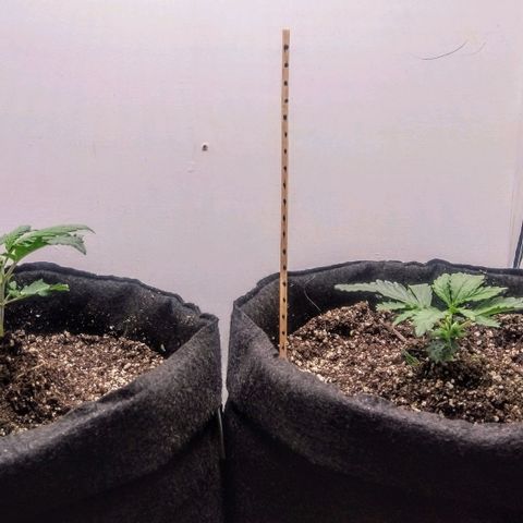 Genética desconhecida growlog timeline photo