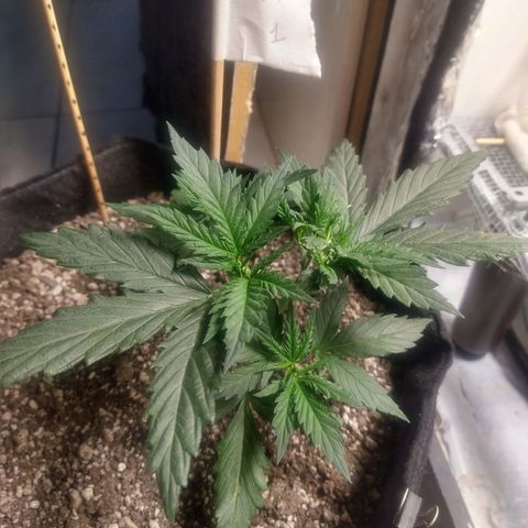 Genética desconhecida growlog timeline photo
