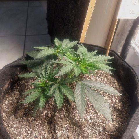 Genética desconhecida growlog timeline photo