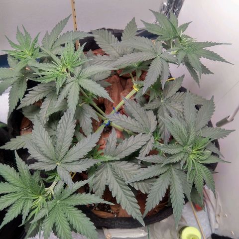 Genética desconhecida growlog photo: 4ª semana 