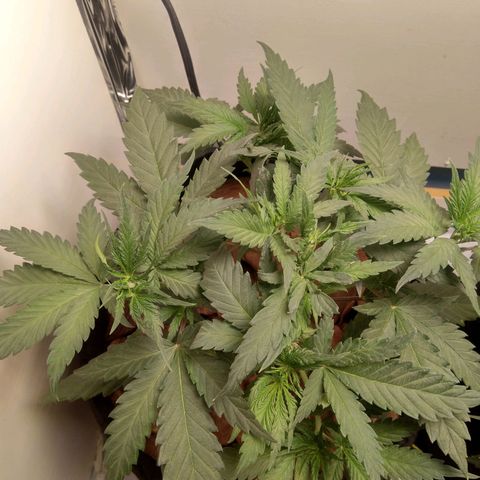 Genética desconhecida growlog photo: 4ª semana 