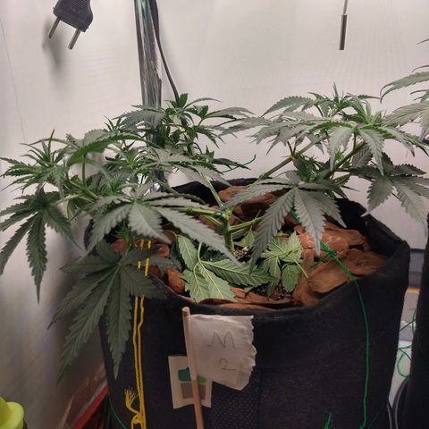 Genética desconhecida growlog photo: Última semana de vegetativo 
