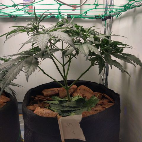 Genética desconhecida growlog photo: Última semana de vegetativo 