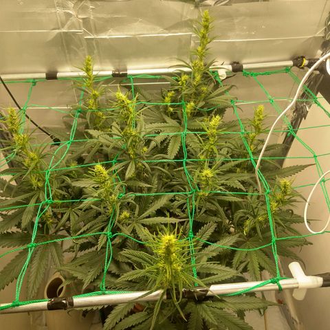 Genética desconhecida growlog photo: 3ª semana de flora 