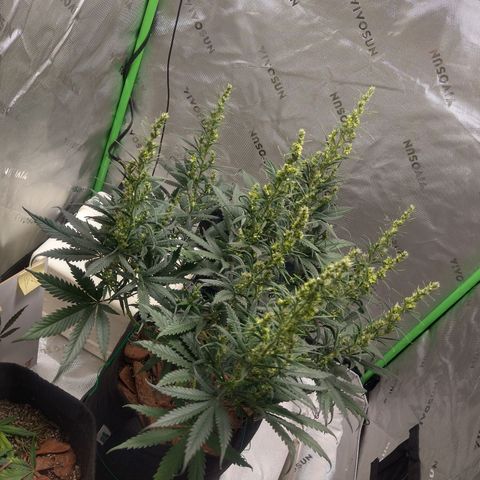 Genética desconhecida growlog photo: Mudança de ambiente - Grow 80x80x160