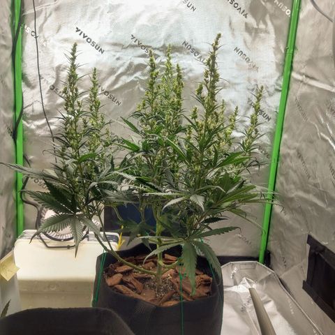 Genética desconhecida growlog photo: Mudança de ambiente - Grow 80x80x160
