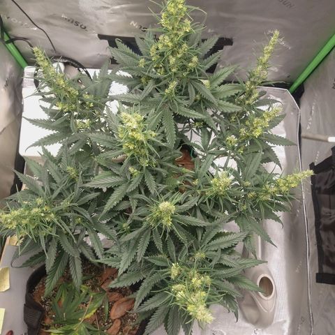 Genética desconhecida growlog photo: Mudança de ambiente - Grow 80x80x160