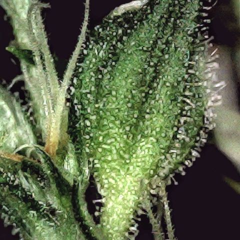 Genética desconhecida growlog photo: 5ª semana de flora