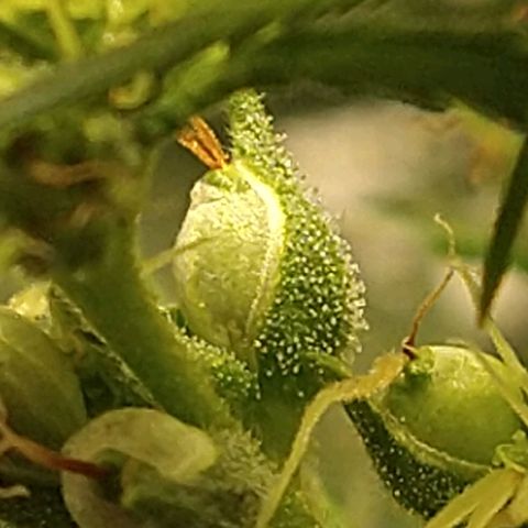 Genética desconhecida growlog photo: 5ª semana de flora