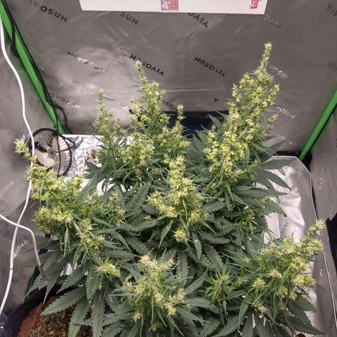 Genética desconhecida growlog photo: 5ª semana de flora