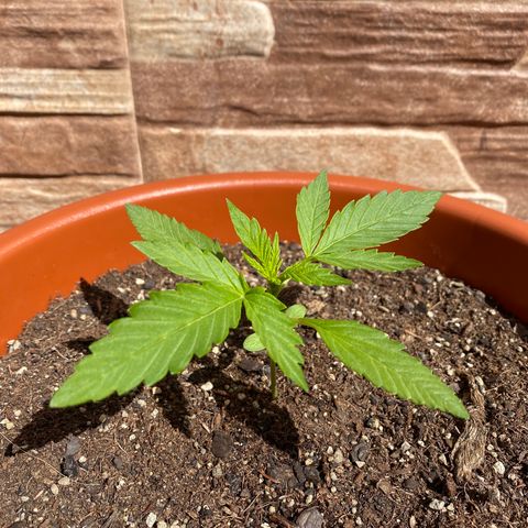 White widow automática  growlog timeline photo