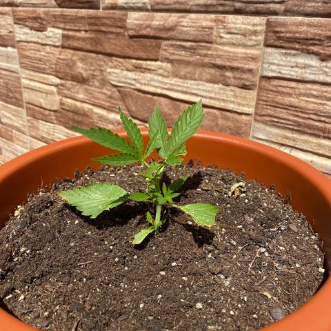 Royal ak automática  growlog timeline photo