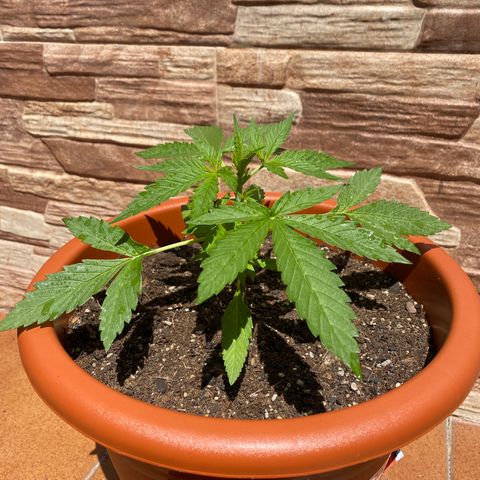 White widow automática  growlog timeline photo