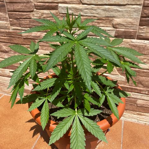 White widow automática  growlog timeline photo