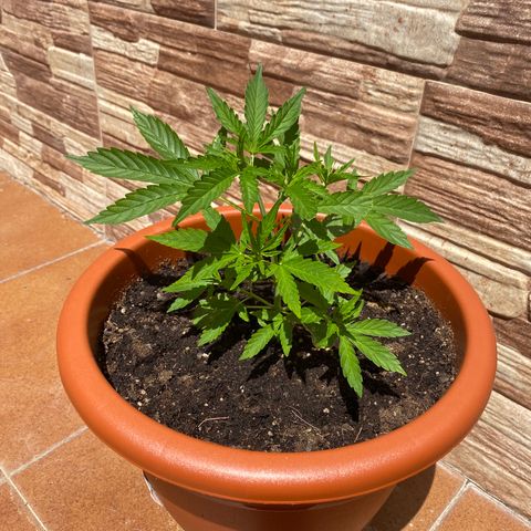 Royal ak automática  growlog timeline photo