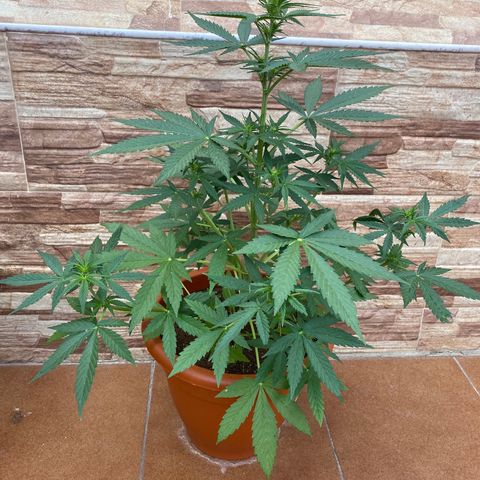 White widow automática  growlog timeline photo